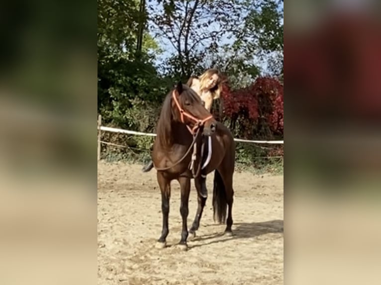 Andaluces Caballo castrado 4 años 158 cm Castaño in Freiburg im Breisgau