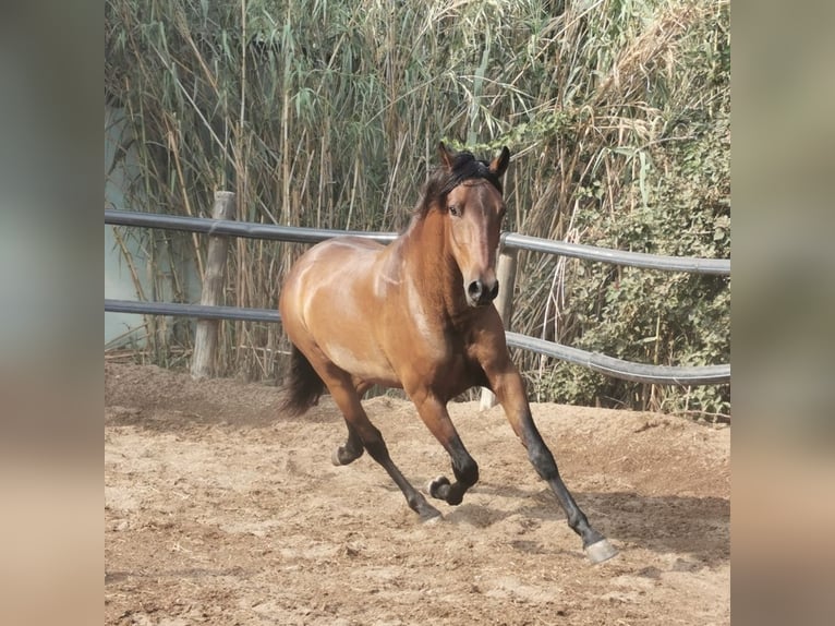 Andaluces Caballo castrado 4 años 158 cm Castaño in Freiburg im Breisgau