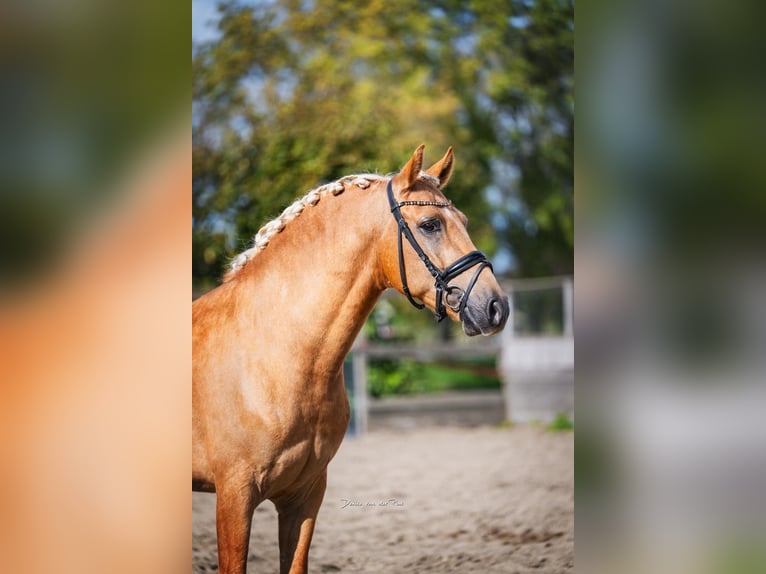 Andaluces Caballo castrado 4 años 158 cm Palomino in Poeldijk