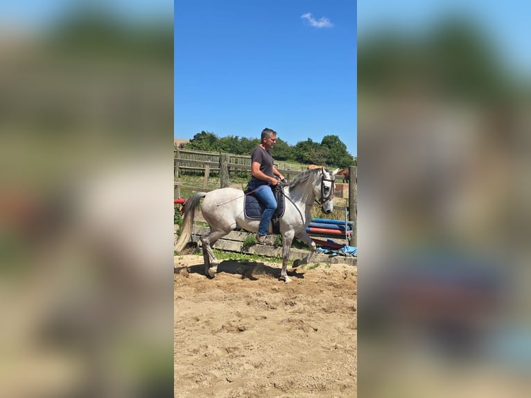 Andaluces Caballo castrado 4 años 158 cm Tordo in Auma-Weidatal