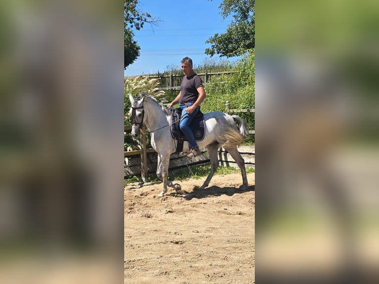 Andaluces Caballo castrado 4 años 158 cm Tordo in Auma-Weidatal