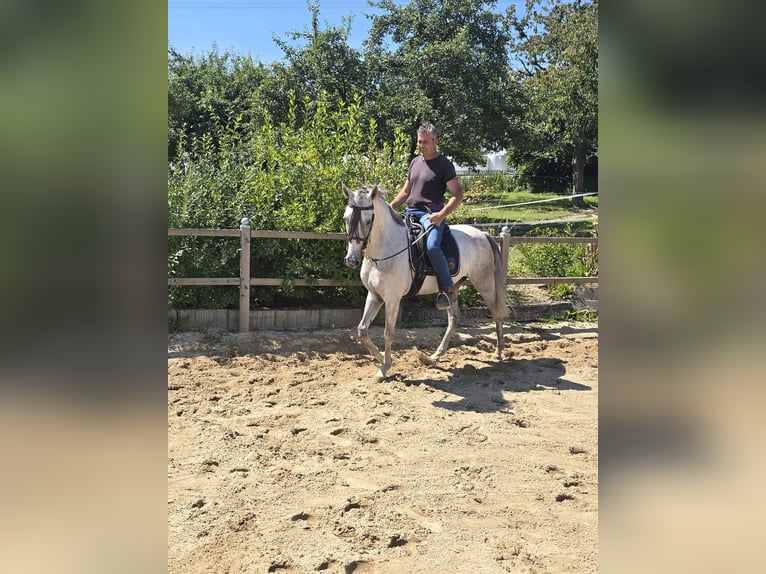 Andaluces Caballo castrado 4 años 158 cm Tordo in Auma-Weidatal