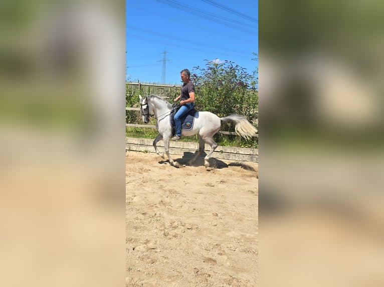 Andaluces Caballo castrado 4 años 158 cm Tordo in Auma-Weidatal