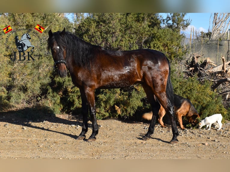 Andaluces Caballo castrado 4 años 159 cm Castaño in Tabernas Almería