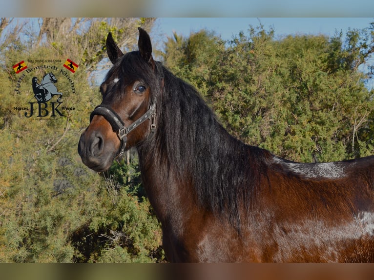 Andaluces Caballo castrado 4 años 159 cm Castaño in Tabernas Almería