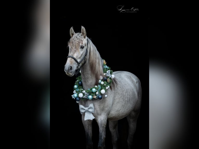 Andaluces Caballo castrado 4 años 159 cm Tordo in Sm