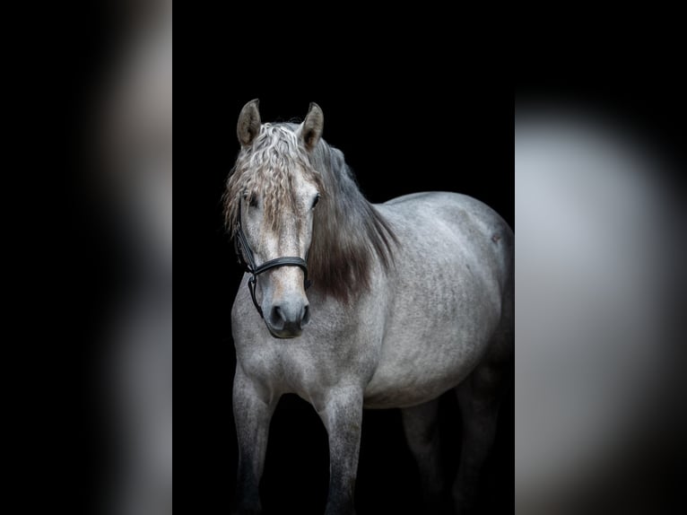 Andaluces Caballo castrado 4 años 159 cm Tordo in Sm