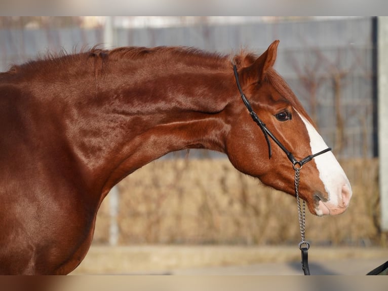 Andaluces Mestizo Caballo castrado 4 años 160 cm Alazán in Krumbach