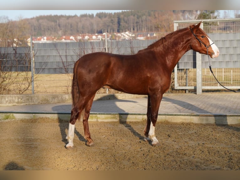 Andaluces Mestizo Caballo castrado 4 años 160 cm Alazán in Krumbach