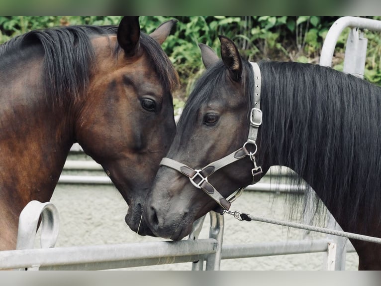 Andaluces Caballo castrado 4 años 160 cm Buckskin/Bayo in Krumbach