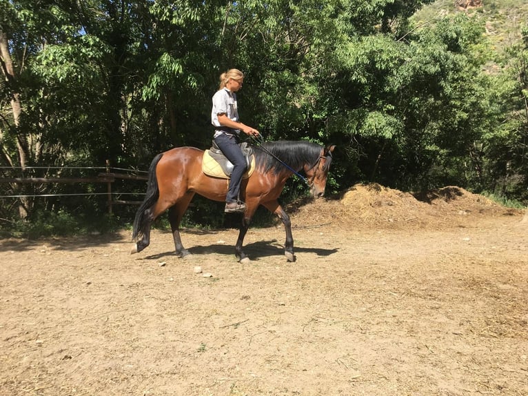 Andaluces Caballo castrado 4 años 160 cm Castaño in Neubrunn