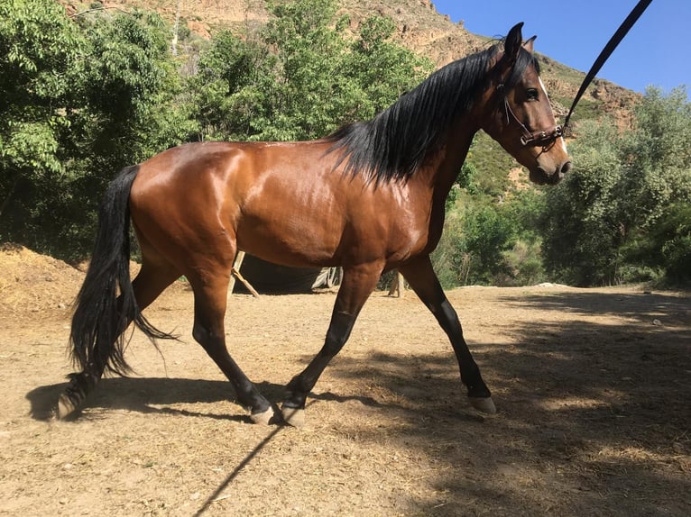 Andaluces Caballo castrado 4 años 160 cm Castaño in Neubrunn