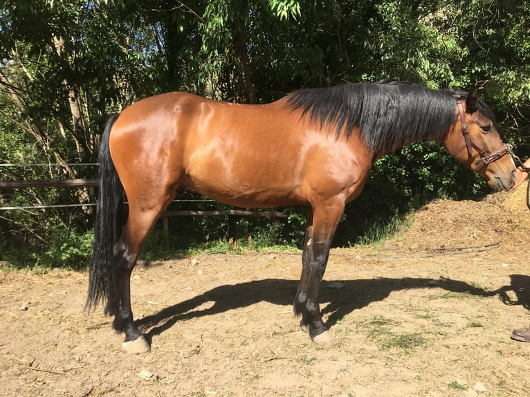 Andaluces Caballo castrado 4 años 160 cm Castaño in Neubrunn