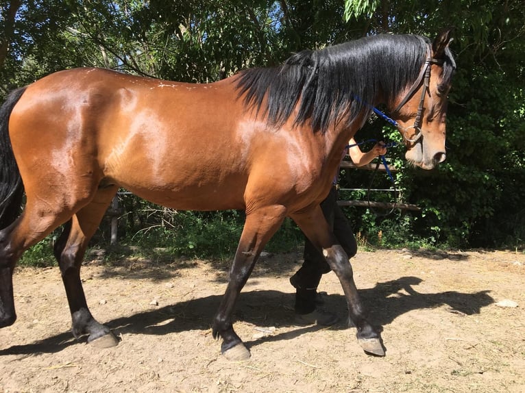 Andaluces Caballo castrado 4 años 160 cm Castaño in Neubrunn
