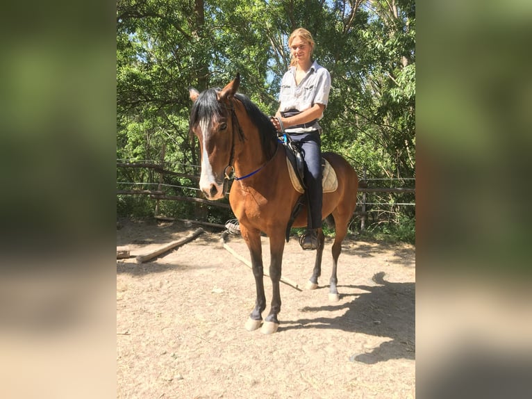 Andaluces Caballo castrado 4 años 160 cm Castaño in Neubrunn