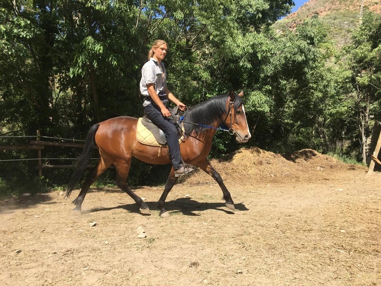 Andaluces Caballo castrado 4 años 160 cm Castaño in Neubrunn
