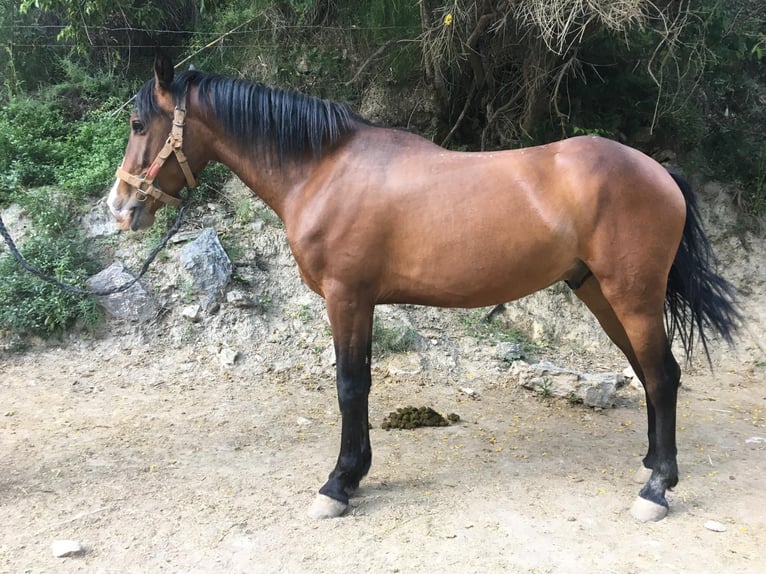 Andaluces Caballo castrado 4 años 160 cm Castaño in Neubrunn