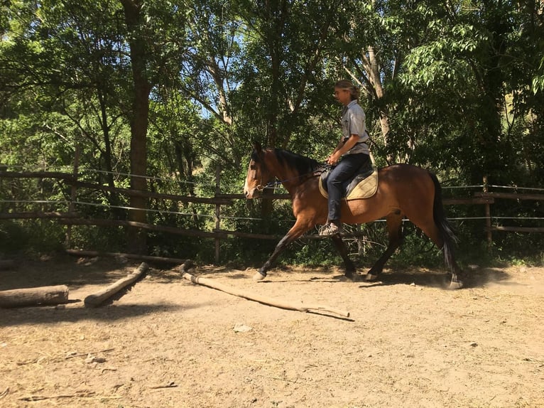 Andaluces Caballo castrado 4 años 160 cm Castaño in Neubrunn