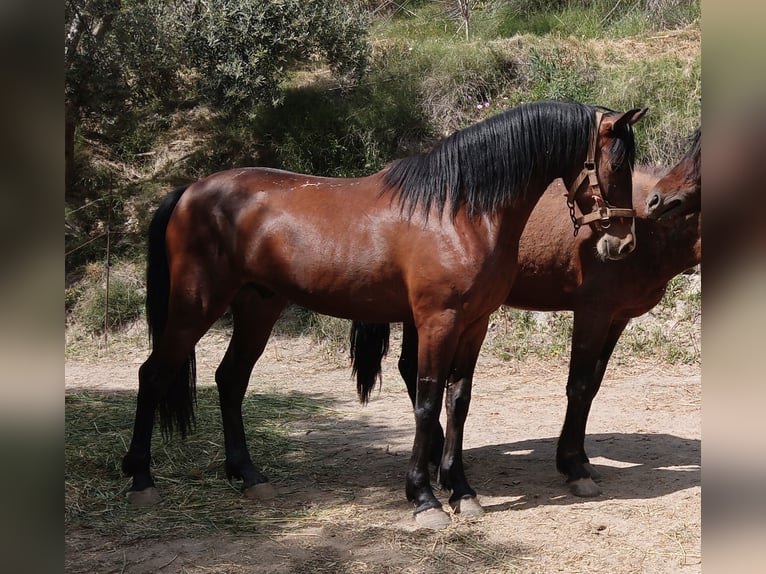 Andaluces Caballo castrado 4 años 160 cm Castaño in Neubrunn