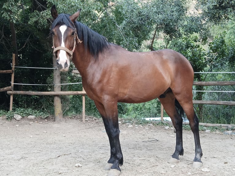 Andaluces Caballo castrado 4 años 160 cm Castaño in Neubrunn