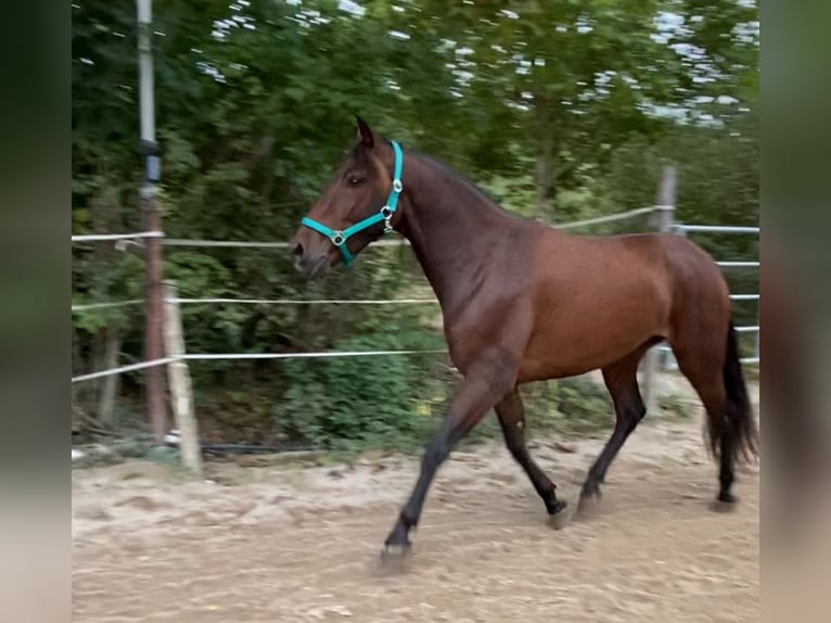 Andaluces Caballo castrado 4 años 160 cm Castaño in Freiburg im Breisgau