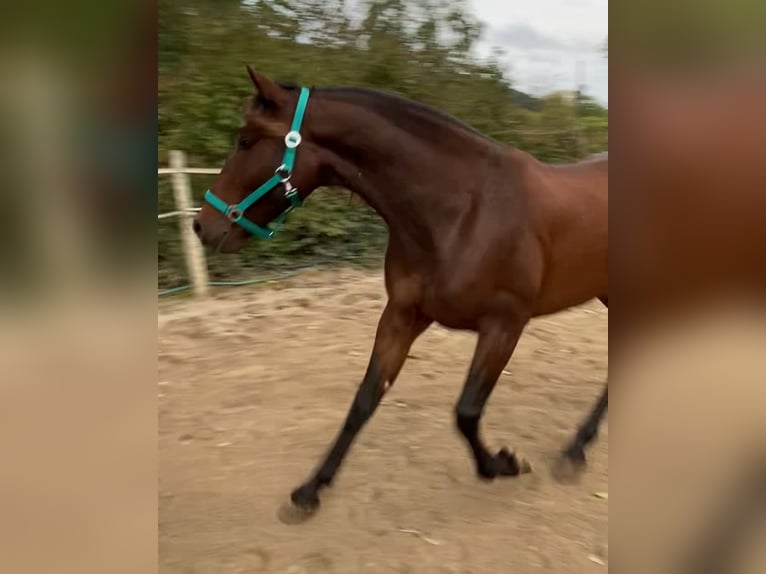 Andaluces Caballo castrado 4 años 160 cm Castaño in Freiburg im Breisgau