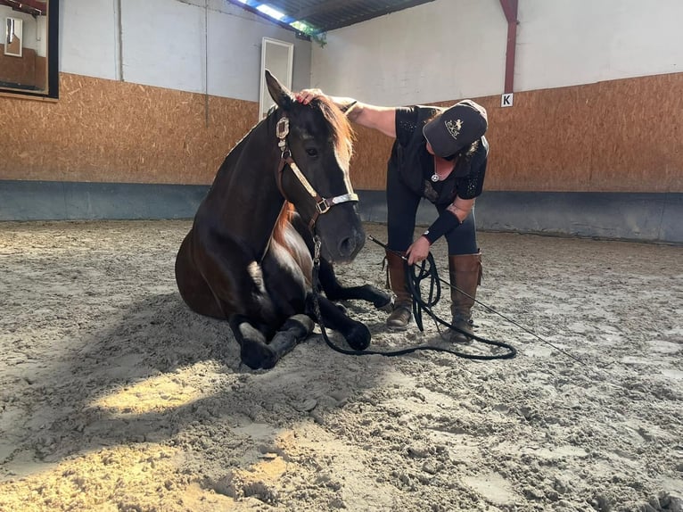 Andaluces Caballo castrado 4 años 160 cm Negro in Stadthagen