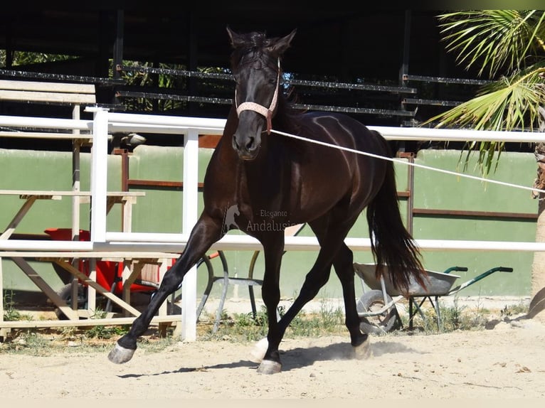 Andaluces Caballo castrado 4 años 160 cm Negro in Provinz Malaga