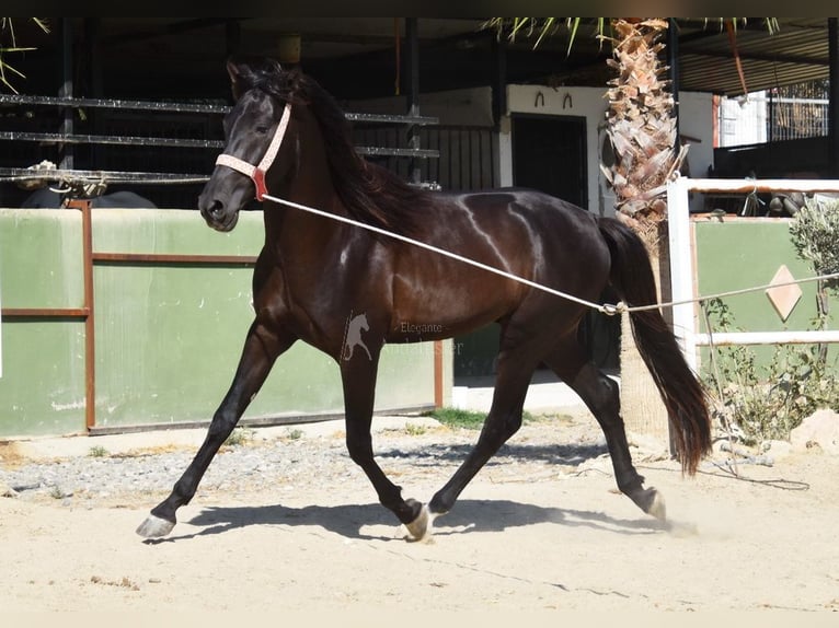 Andaluces Caballo castrado 4 años 160 cm Negro in Provinz Malaga