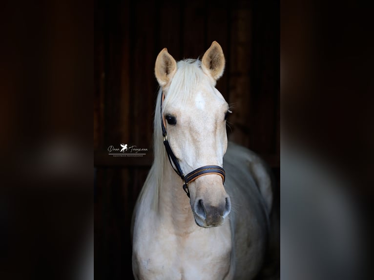 Andaluces Caballo castrado 4 años 160 cm Palomino in Bad Laer