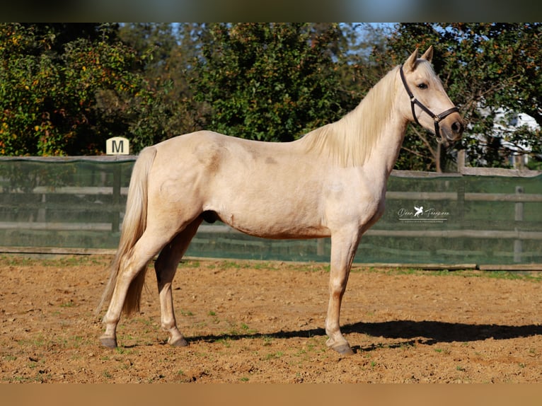 Andaluces Caballo castrado 4 años 160 cm Palomino in Bad Laer