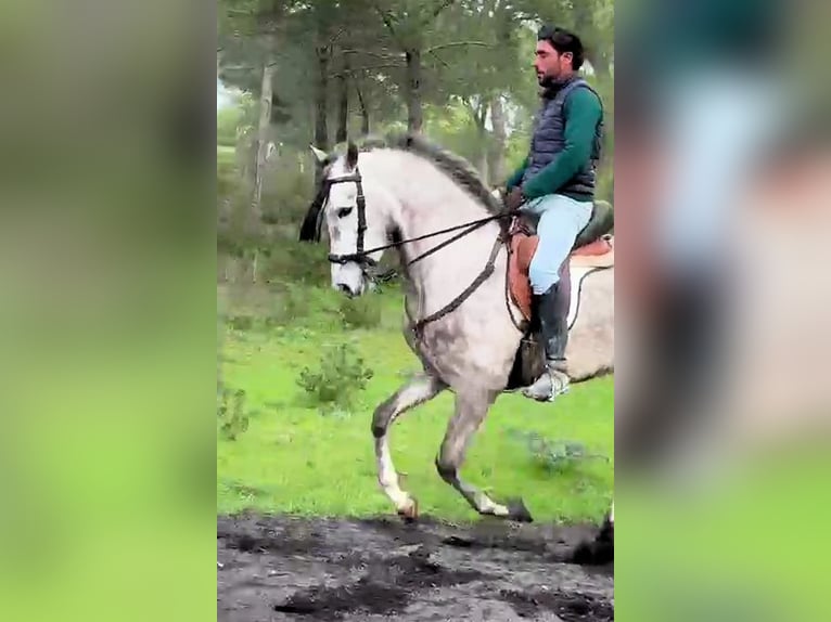 Andaluces Caballo castrado 4 años 160 cm Tordo in Jerez