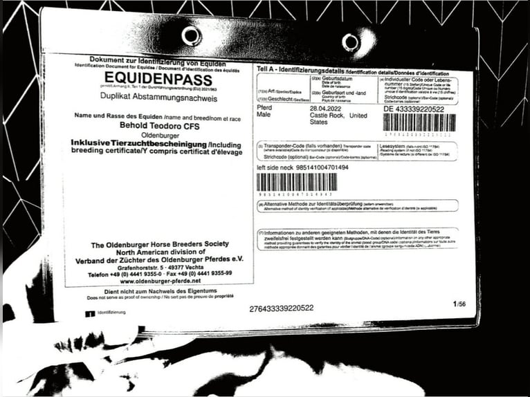 Andaluces Caballo castrado 4 años 160 cm Tordo in Orlando