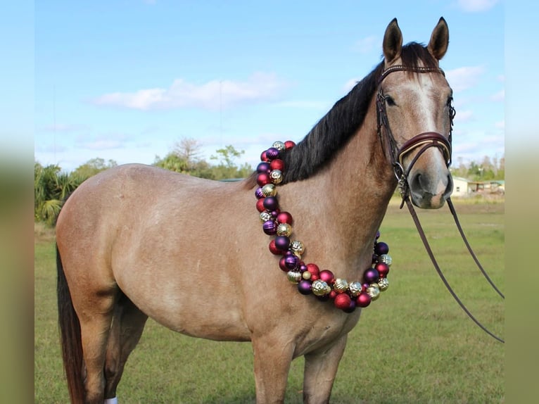 Andaluces Caballo castrado 4 años 160 cm Tordo in Orlando