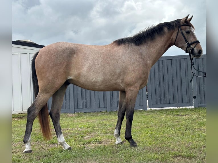 Andaluces Caballo castrado 4 años 160 cm Tordo in Orlando