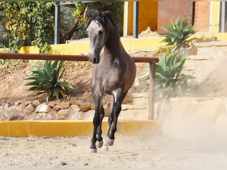 Andaluces Caballo castrado 4 años 160 cm Tordo in Provinz Malaga