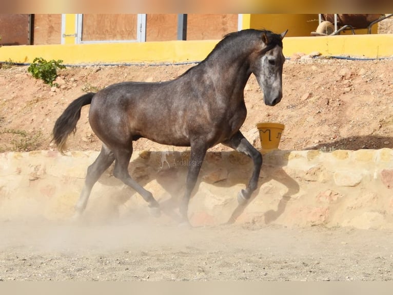 Andaluces Caballo castrado 4 años 160 cm Tordo in Provinz Malaga