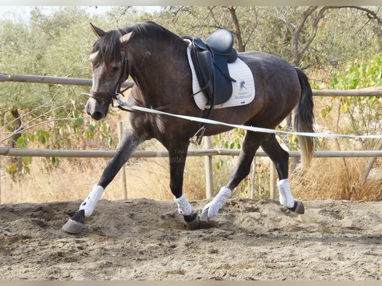 Andaluces Caballo castrado 4 años 160 cm Tordo in Provinz Malaga