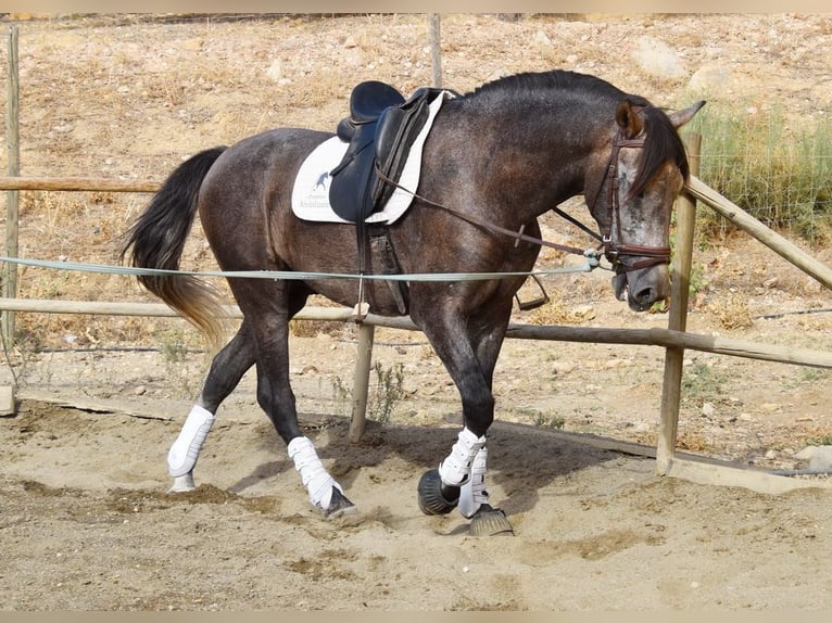 Andaluces Caballo castrado 4 años 160 cm Tordo in Provinz Malaga