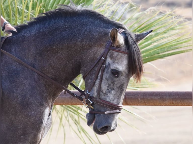 Andaluces Caballo castrado 4 años 160 cm Tordo in Provinz Malaga