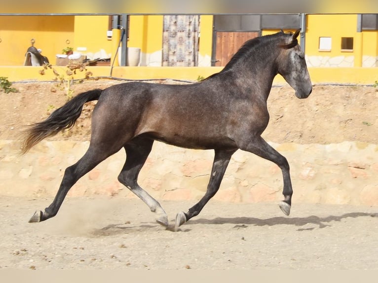 Andaluces Caballo castrado 4 años 160 cm Tordo in Provinz Malaga