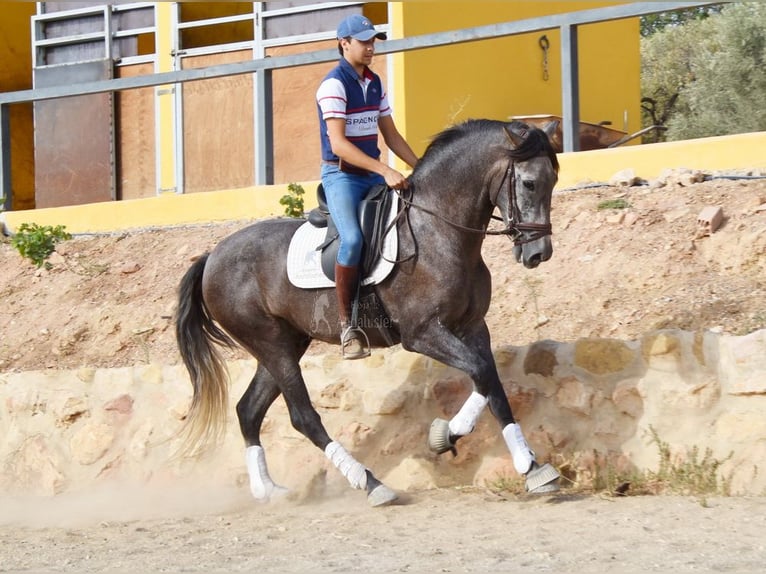 Andaluces Caballo castrado 4 años 160 cm Tordo in Provinz Malaga