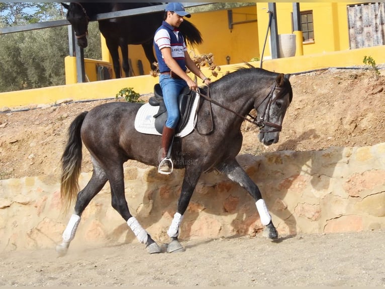 Andaluces Caballo castrado 4 años 160 cm Tordo in Provinz Malaga