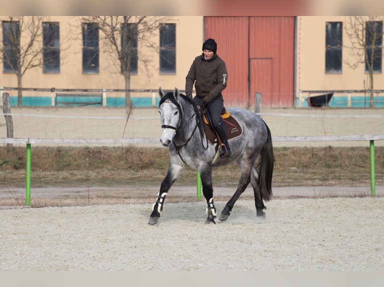 Andaluces Mestizo Caballo castrado 4 años 160 cm Tordo in Gönyű