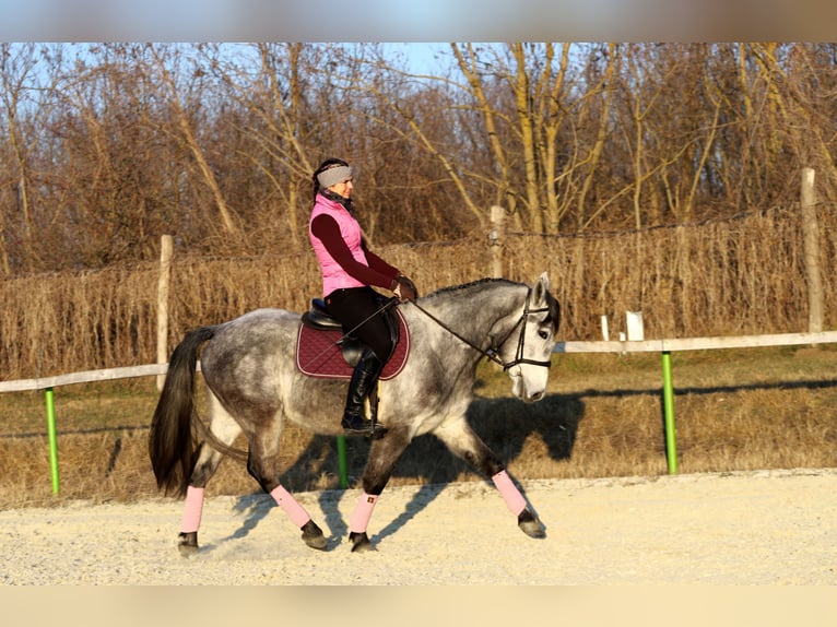 Andaluces Mestizo Caballo castrado 4 años 160 cm Tordo in Gönyű