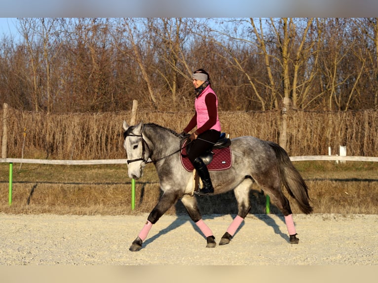 Andaluces Mestizo Caballo castrado 4 años 160 cm Tordo in Gönyű