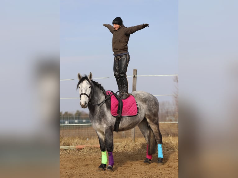 Andaluces Mestizo Caballo castrado 4 años 160 cm Tordo in Gönyű