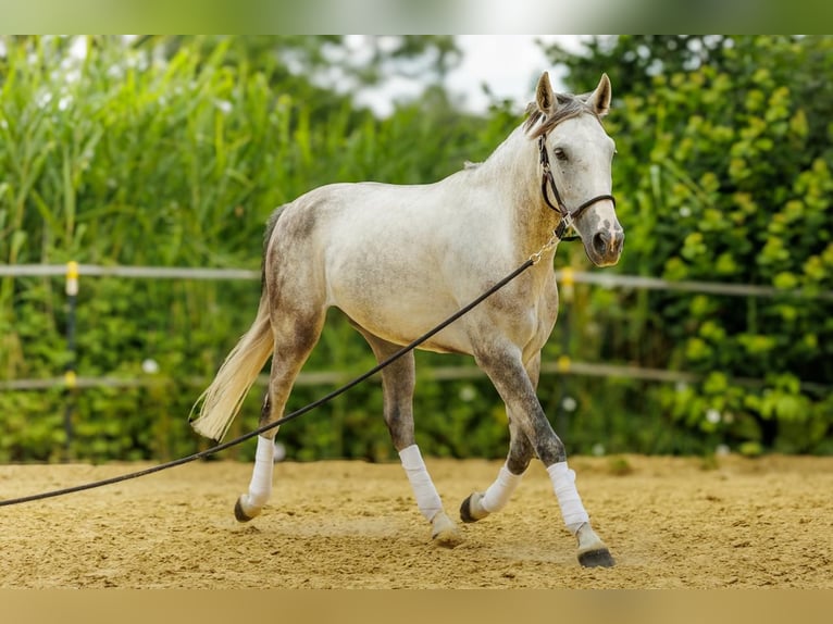 Andaluces Caballo castrado 4 años 160 cm Tordo rodado in Wülfrath