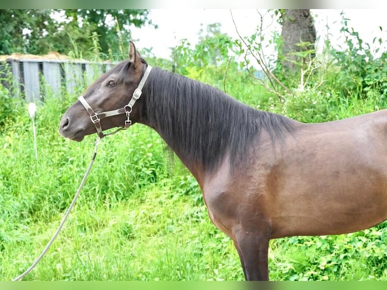 Andaluces Caballo castrado 4 años 160 cm in Krumbach