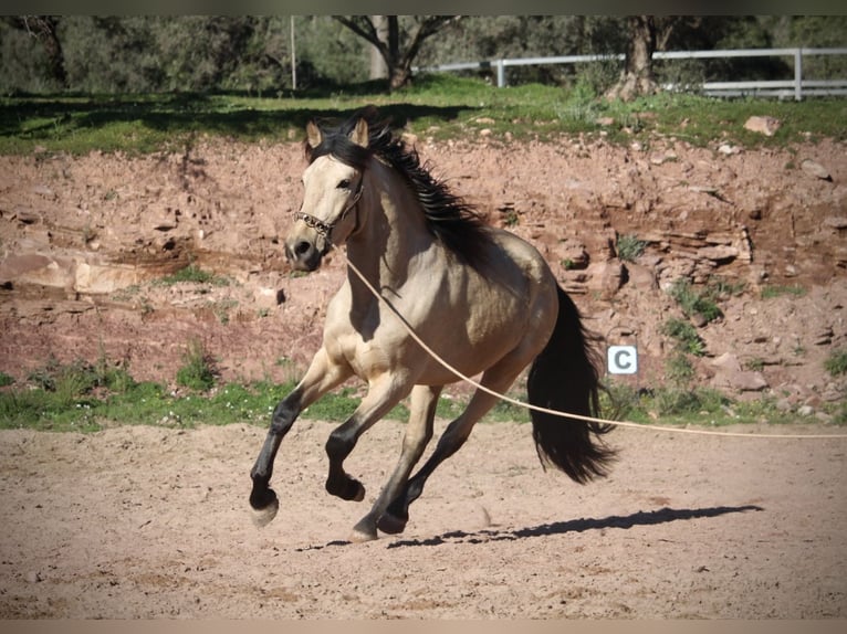 Andaluces Caballo castrado 4 años 161 cm Bayo in Valencia